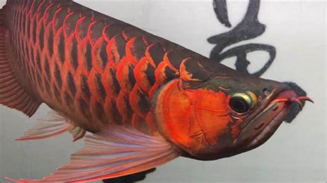 紅龍飼養|紅龍魚 飼養方法 品種介紹